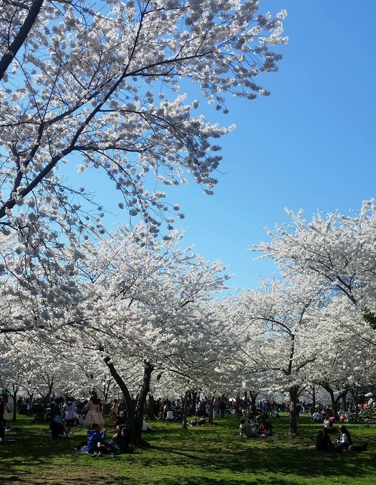 Cherry Blossom Season in Washington, D.C.