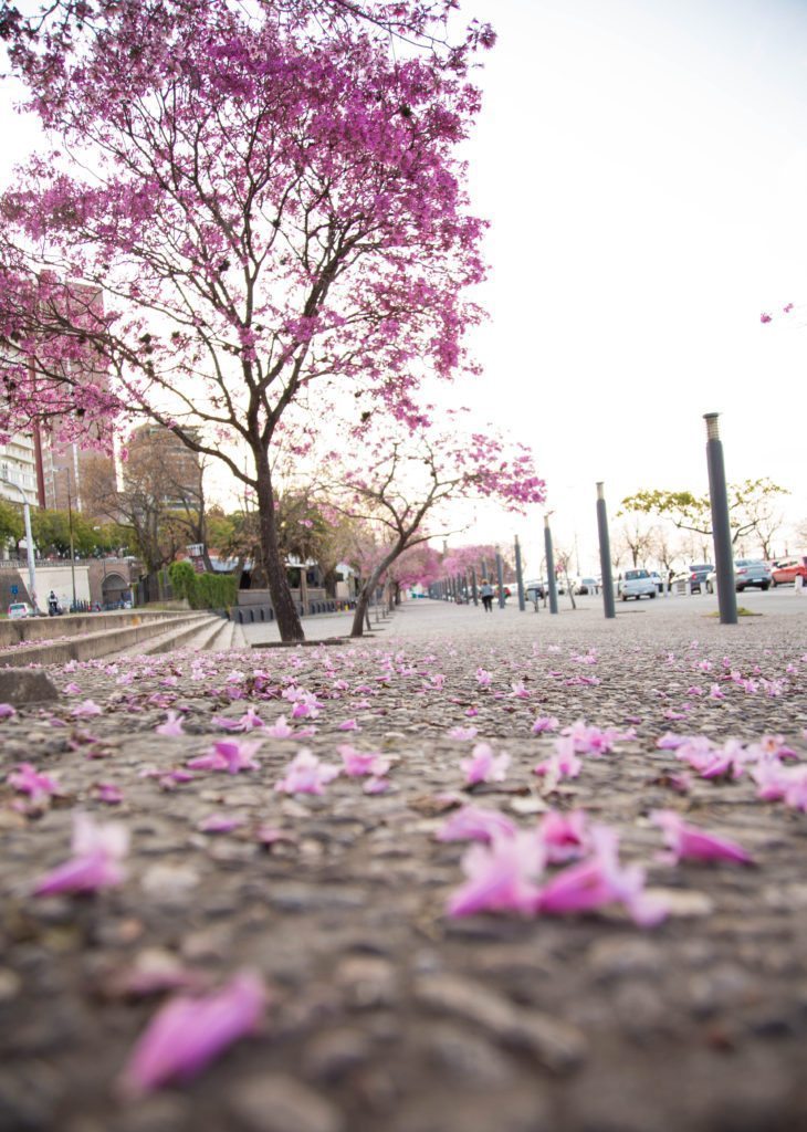 In Rosario, Argentina, a Jacaranda tree blooms with vibrant pink blossoms covering the ground.