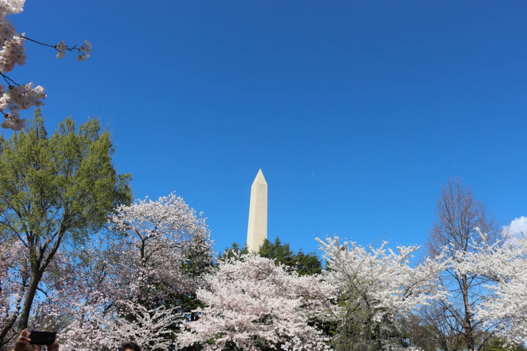 Washington Monument during cherry season