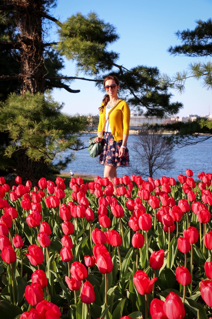 Look at this gorgeous tulip bed near Arlington National Cemetery. Flowers are everywhere! 