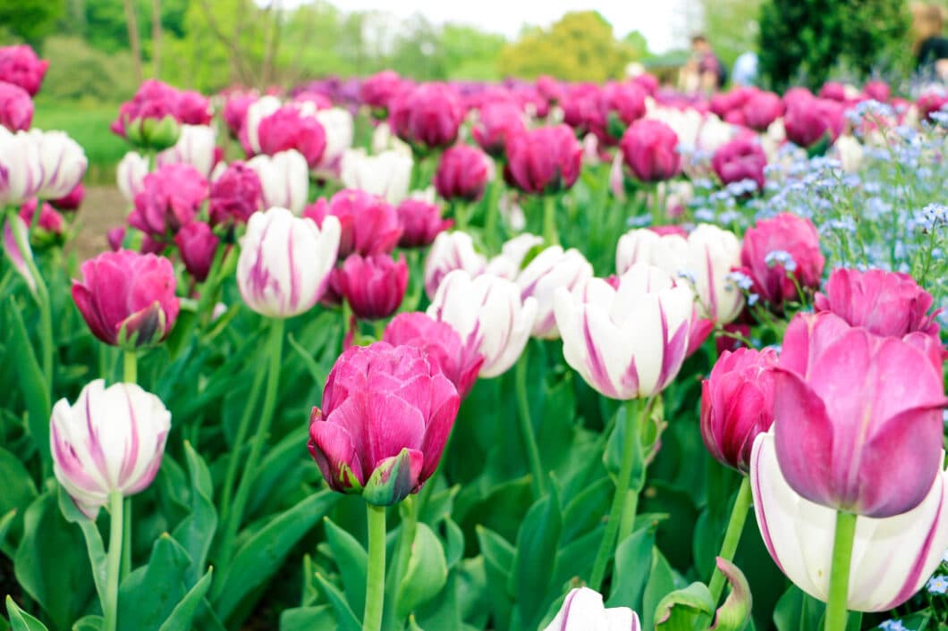 Tulips at Longwood Gardens