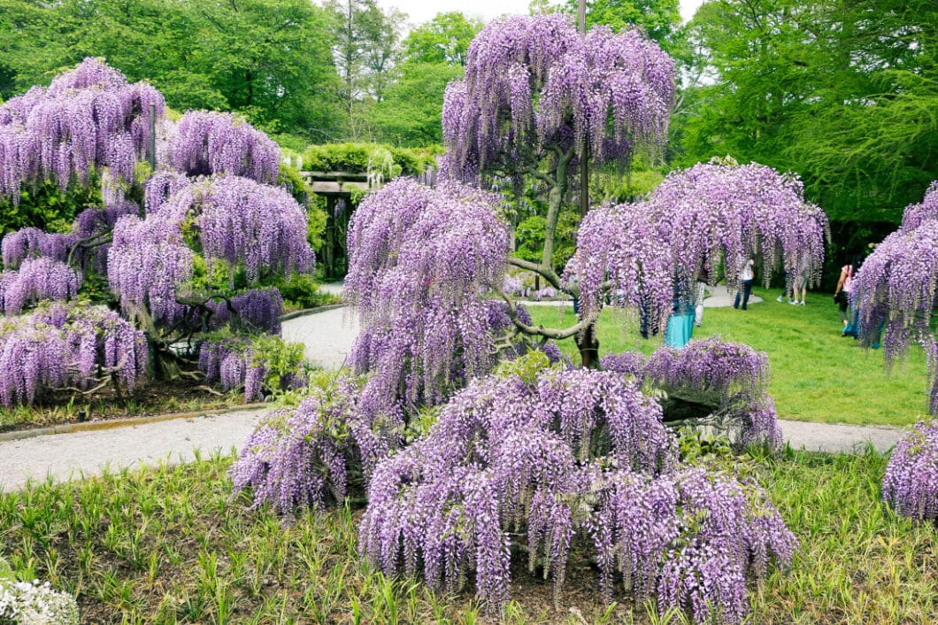 Wisteria trees at Longwood Gardens.