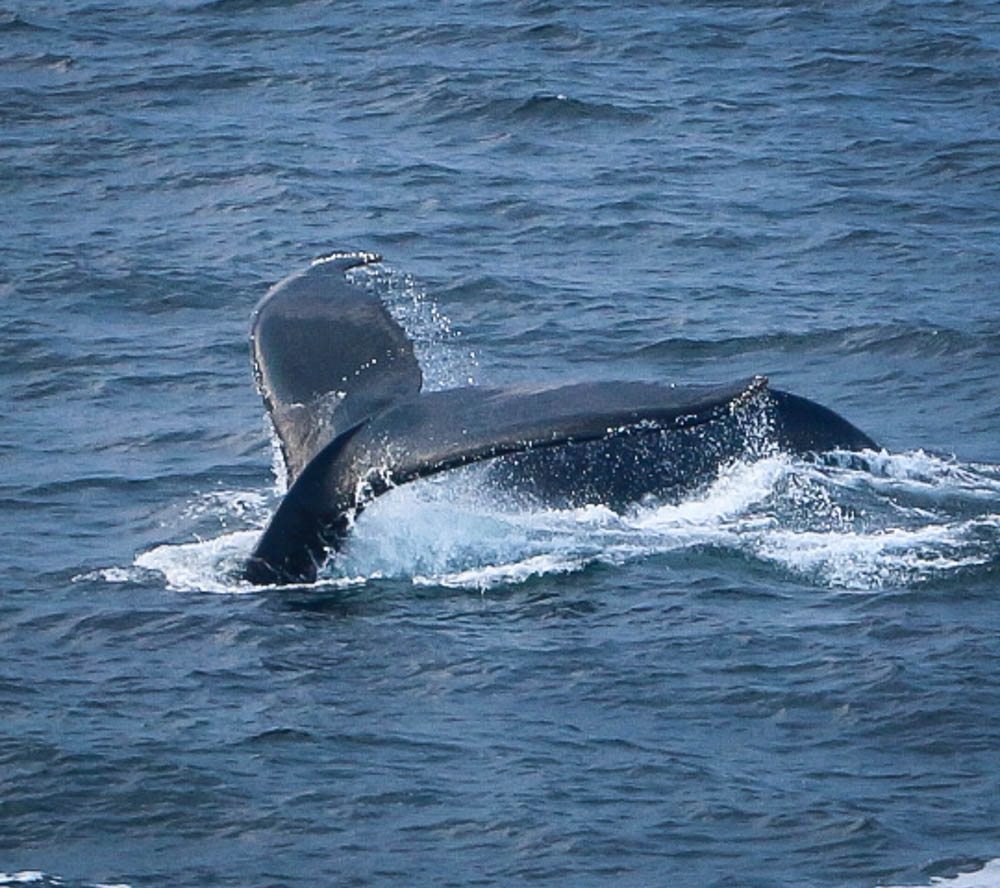 Whale Tail