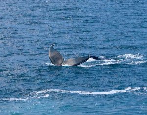 Whale Watching Cape Cod