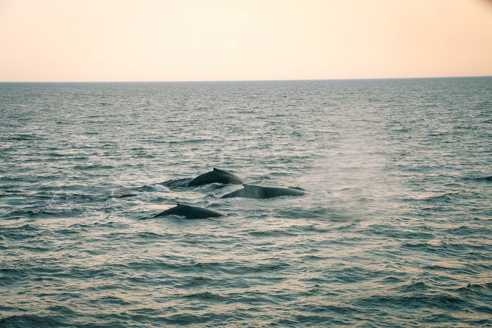 Cape Cod Whale Watching