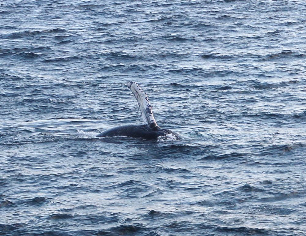 Cape Cod Whale Watching