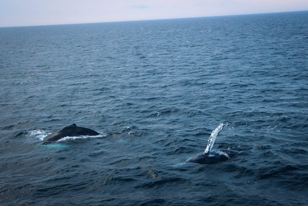 Cape Cod Whale Watching