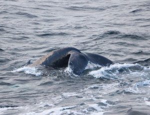 Whale Watching Cape Cod