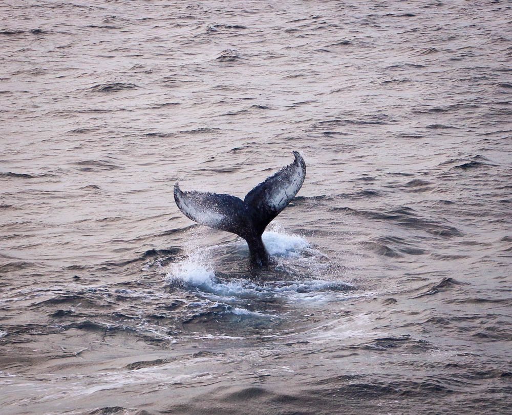 Whale Watching Cape Cod