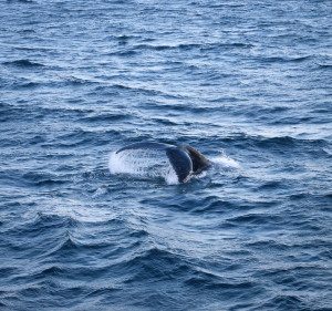 Whale Watching Cape Cod