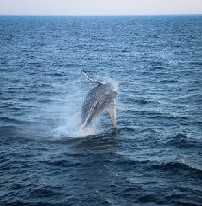 Cape Cod Whale Watching