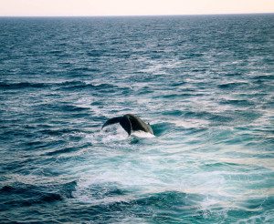 Whale Watching Cape Cod