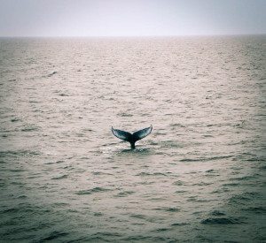 Whale Watching Cape Cod