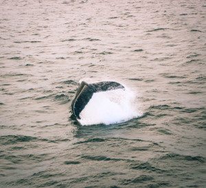 Whale Watching Cape Cod