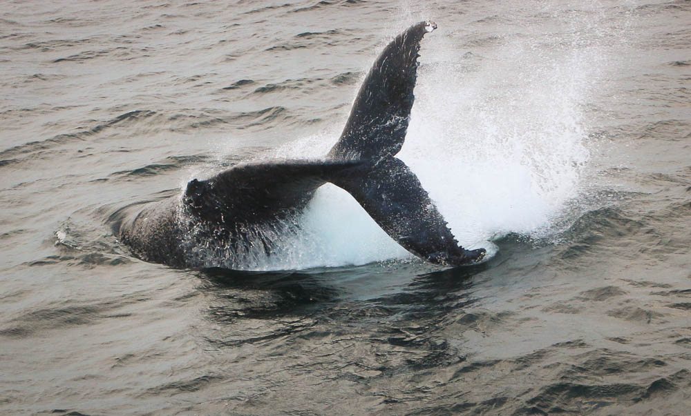 Cape Cod Whale Watching