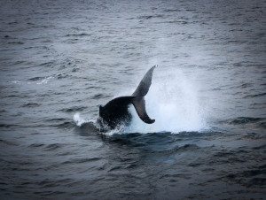 Whale Watching Cape Cod