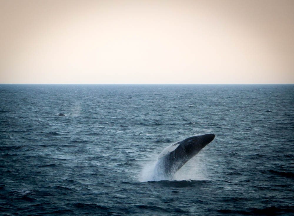 Cape Cod Whale Watching