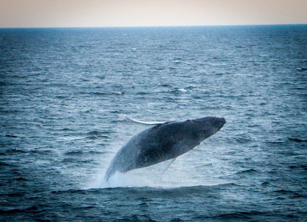 Cape Cod Whale Watching