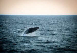 Cape Cod Whale Watching