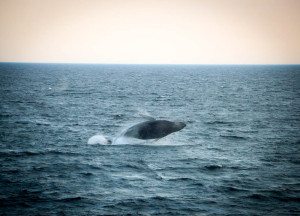 Cape Cod Whale Watching