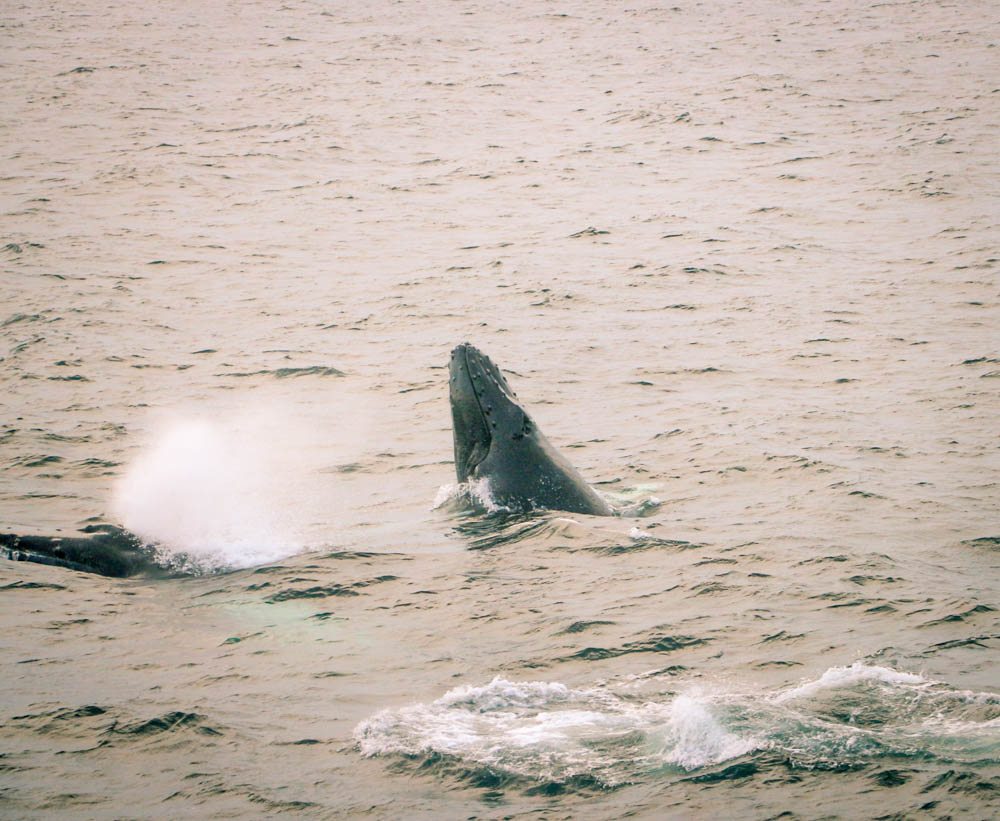 Whale Watching Cape Cod