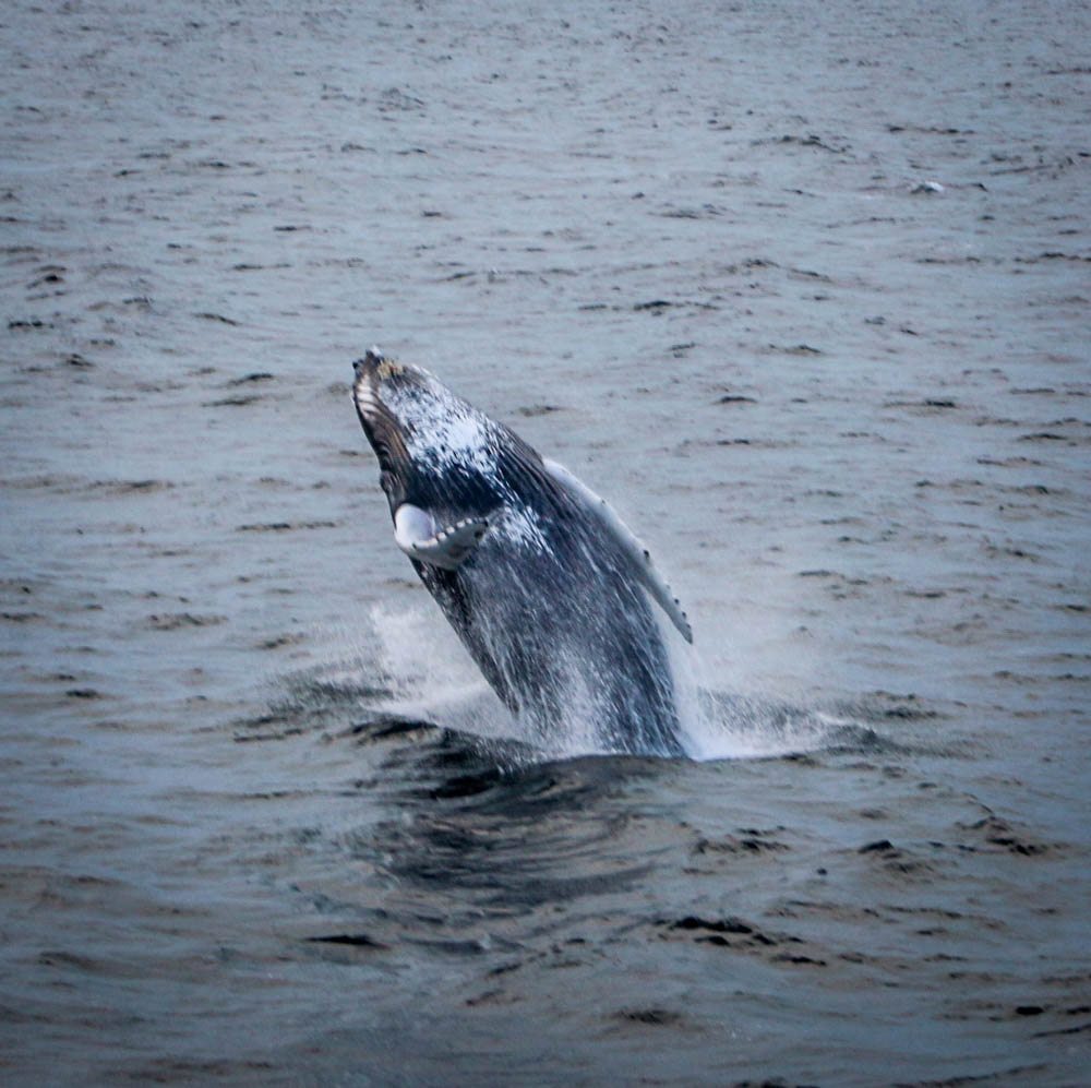 Whale Watching Cape Cod