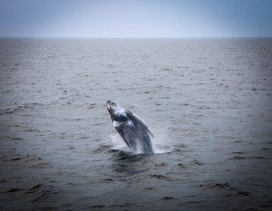 Cape Cod Whale Watching