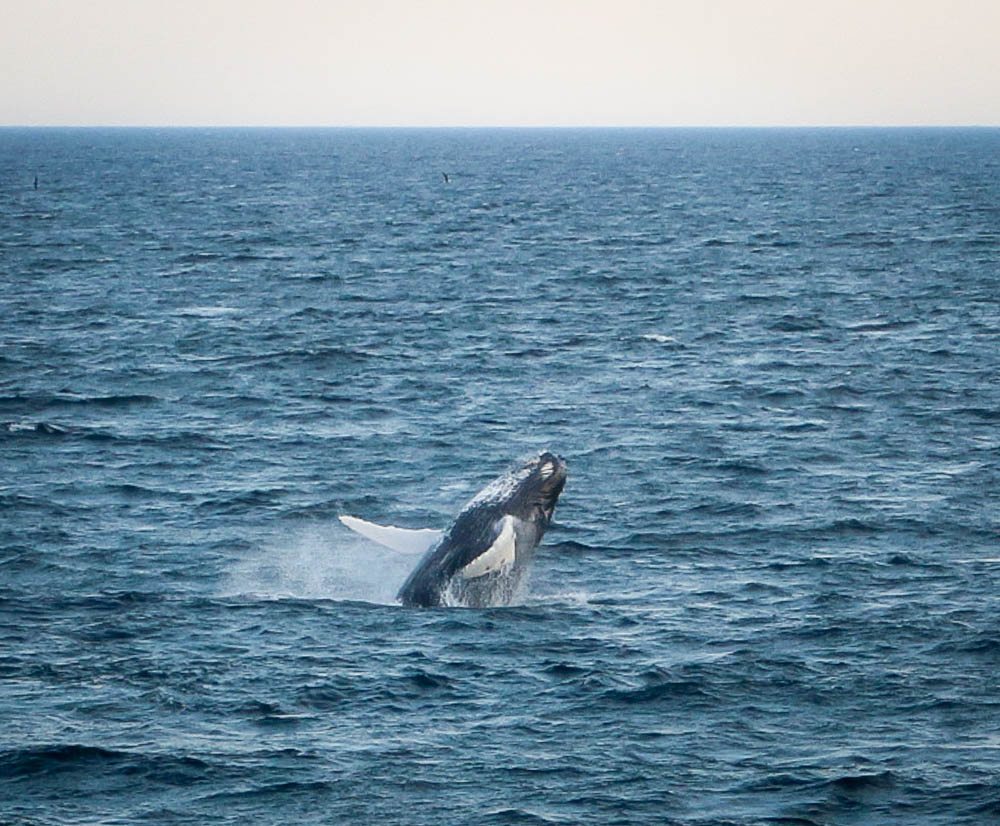 Whale Watching Cape Cod