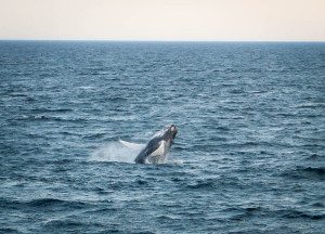 Cape Cod Whale Watching