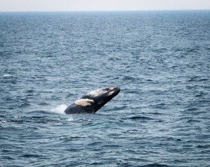 Cape Cod Whale Watching