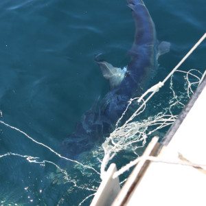 shark cage diving