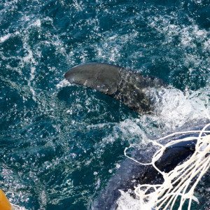 shark cage diving