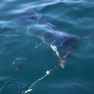 shark cage diving