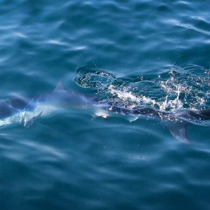 shark cage diving