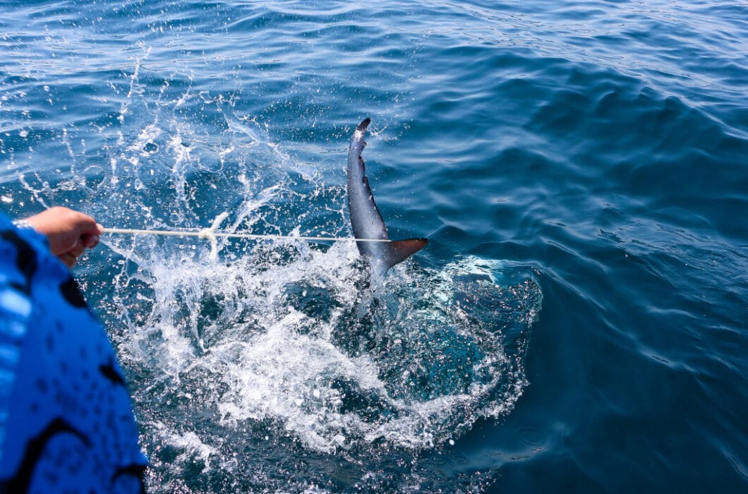 Shark cage diving