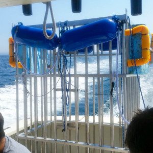 shark cage diving