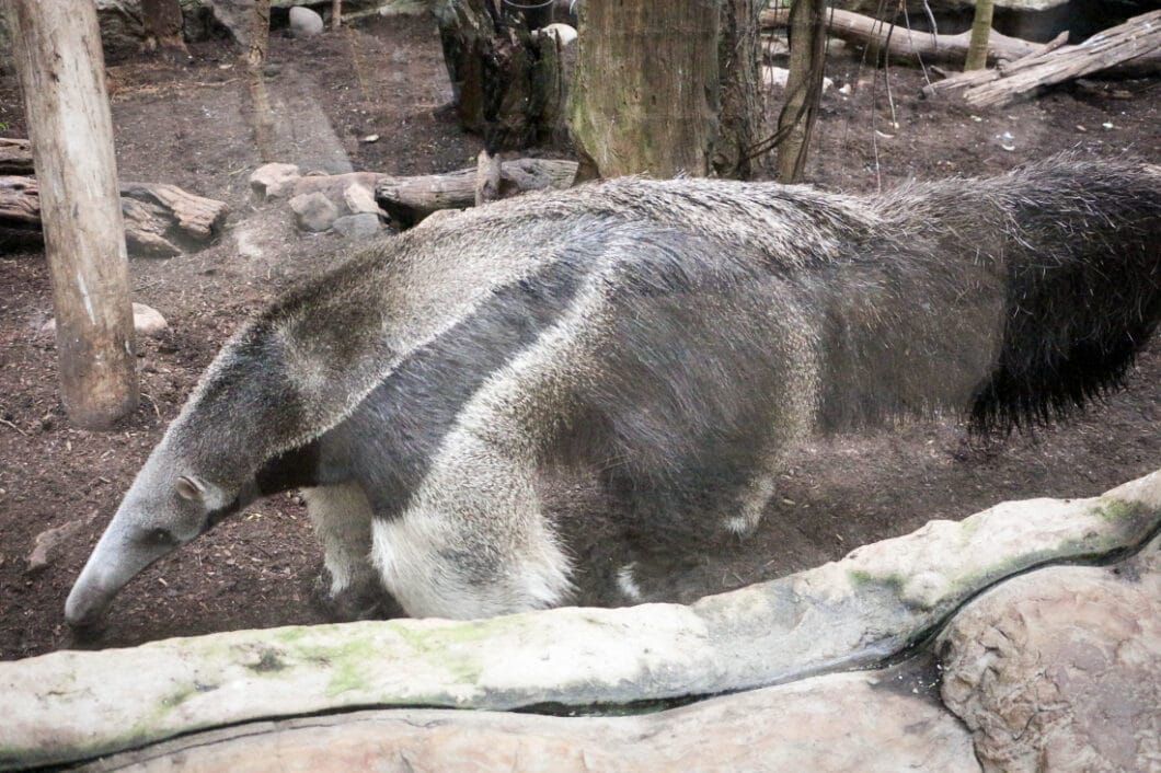 Dallas world aquarium