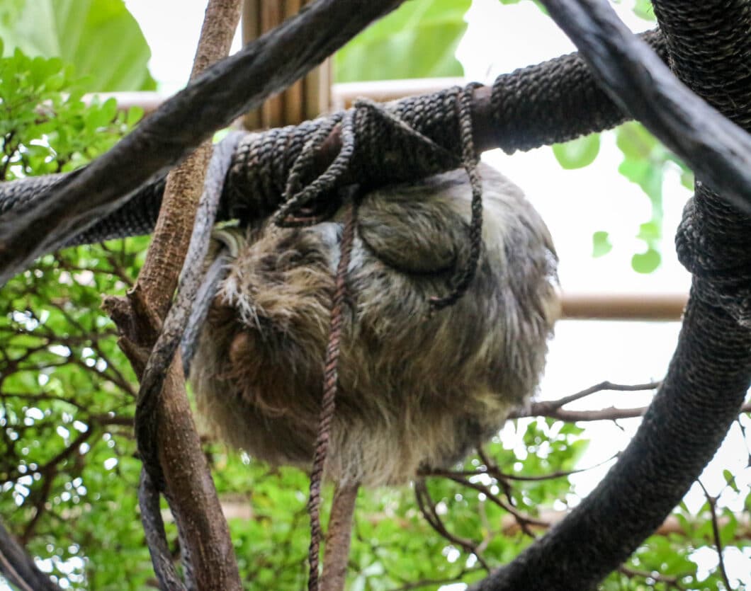 Dallas world aquarium