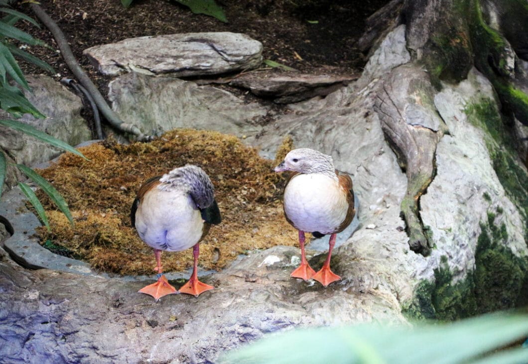 Dallas world aquarium