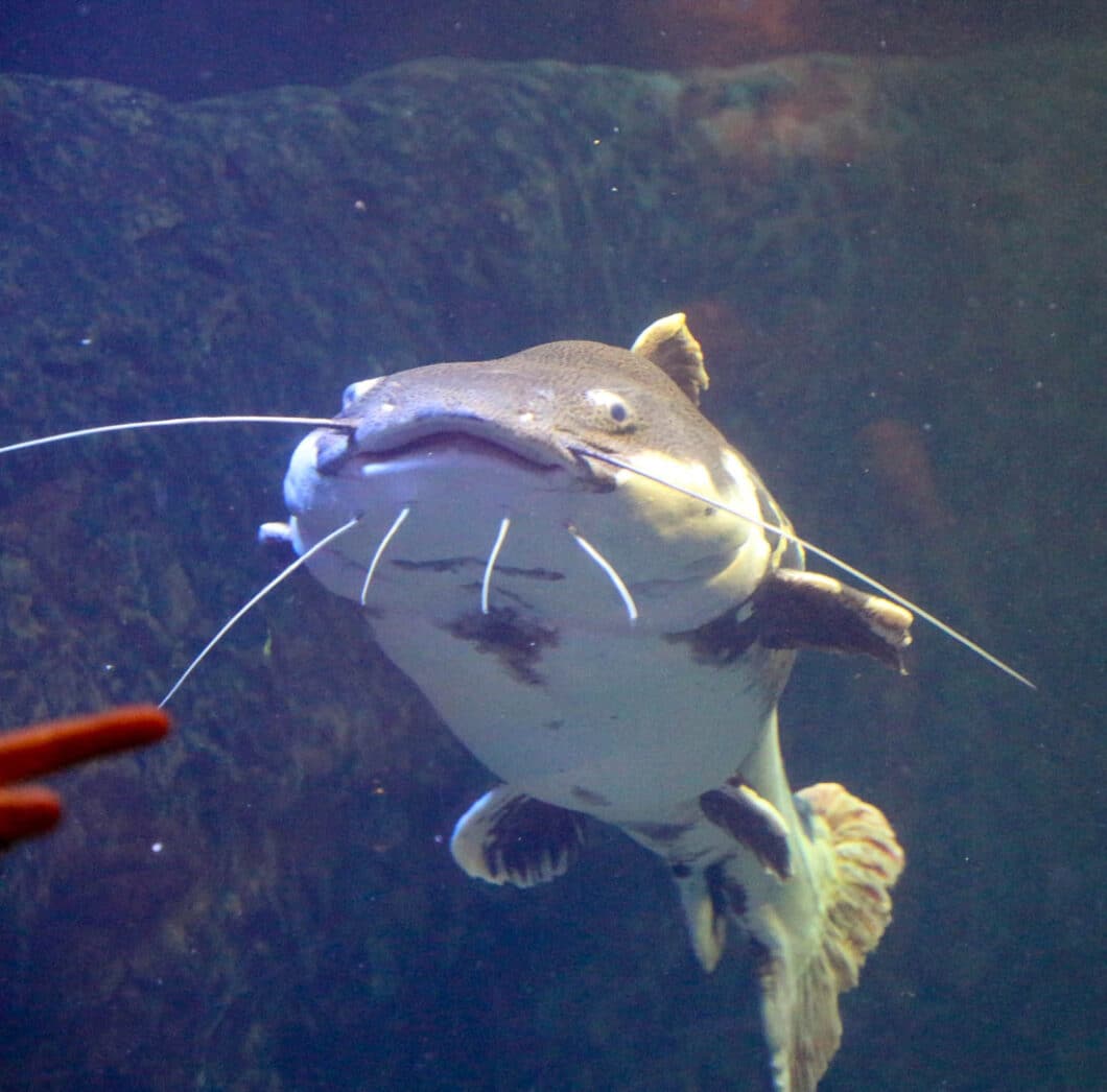 Dallas world aquarium