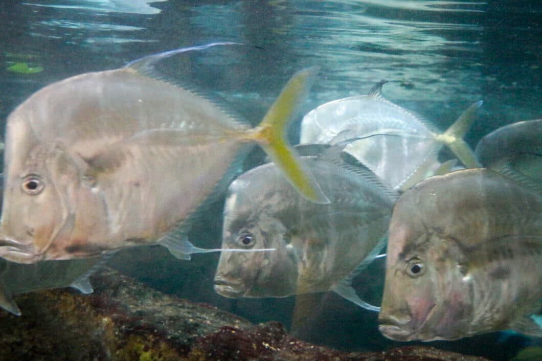 Dallas world aquarium