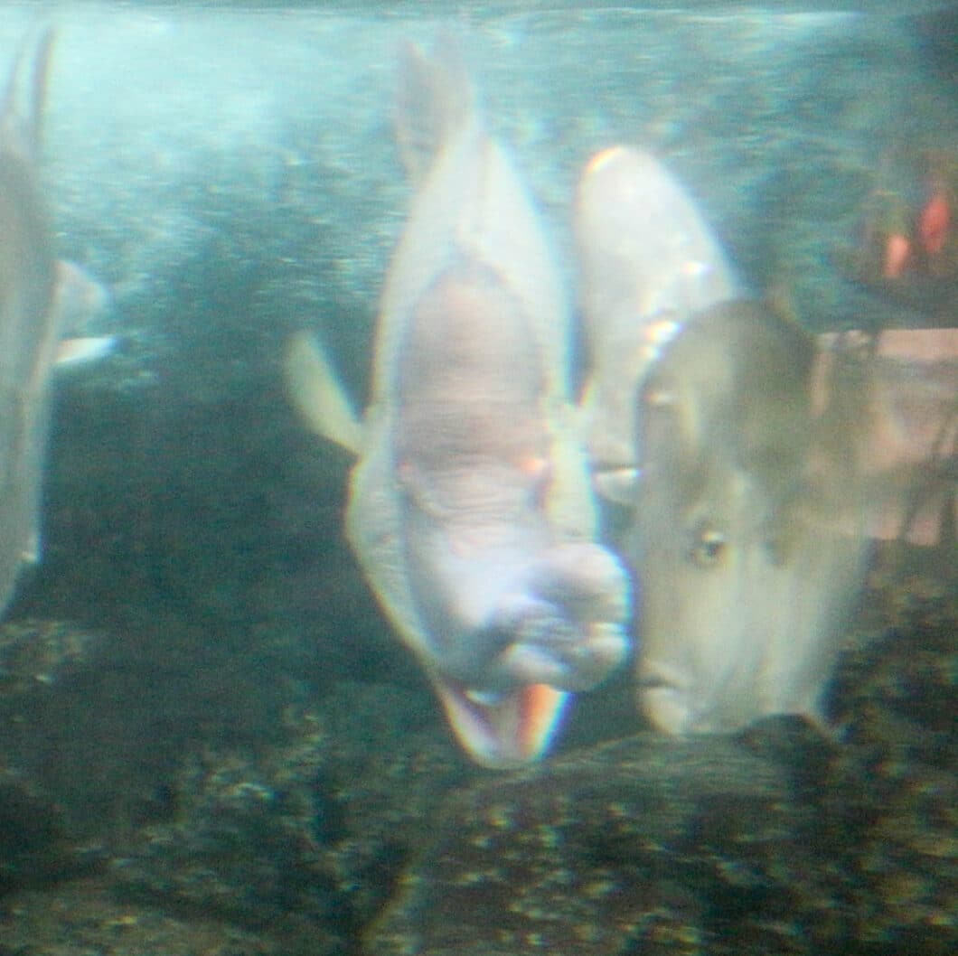 Dallas world aquarium