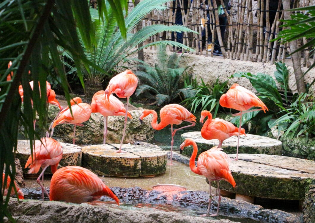 Dallas world aquarium