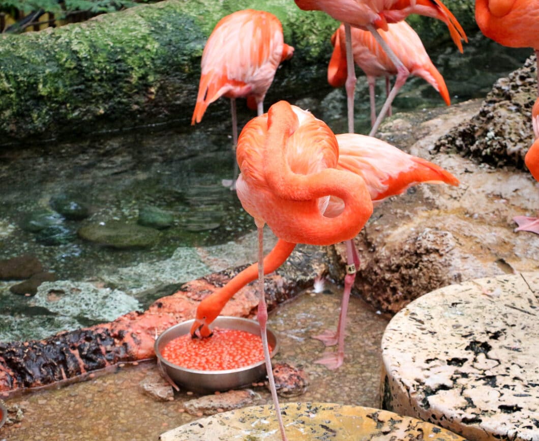 Dallas world aquarium