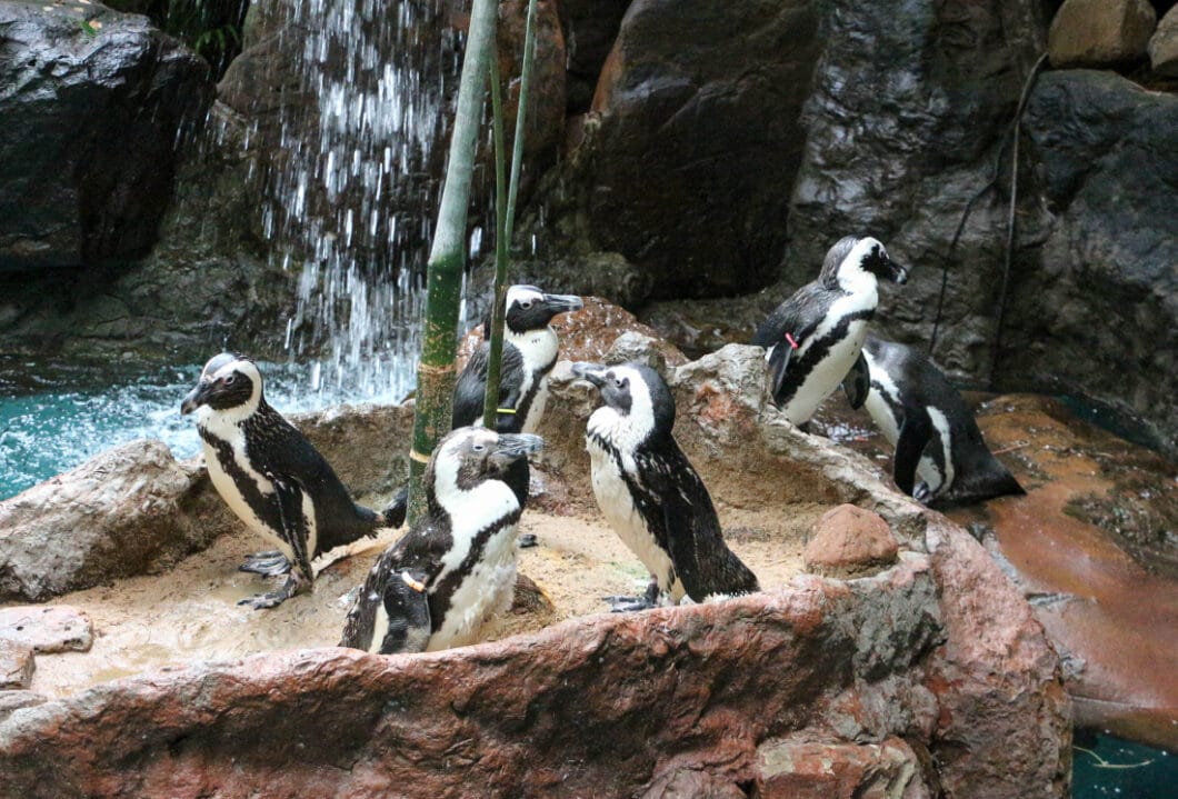 penguins