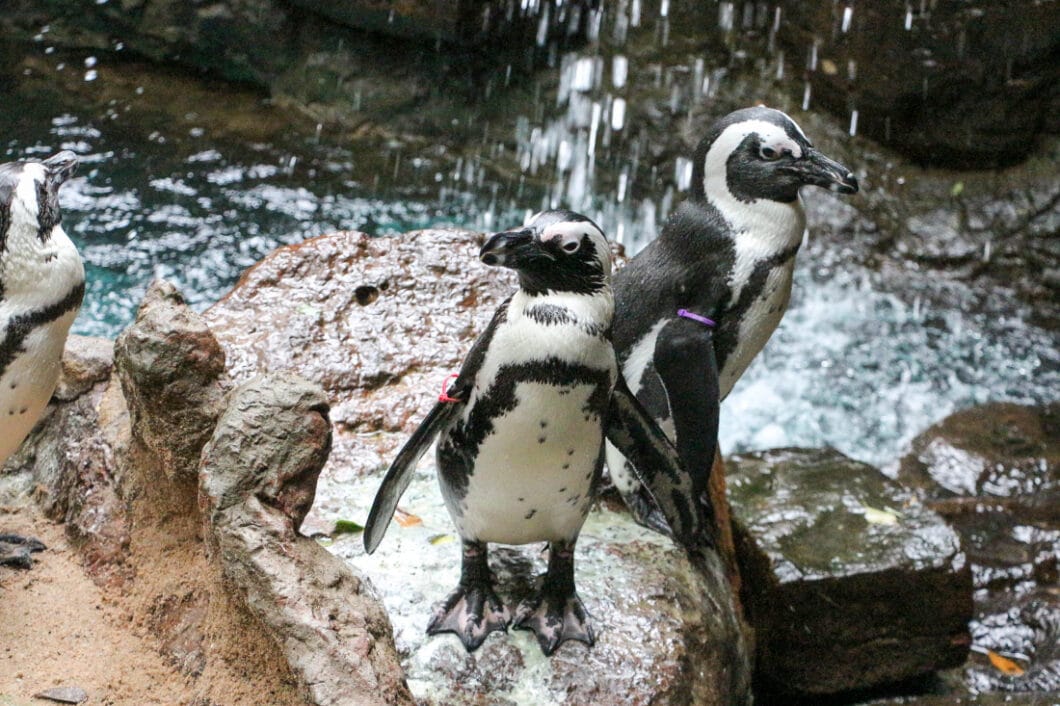 Dallas world aquarium