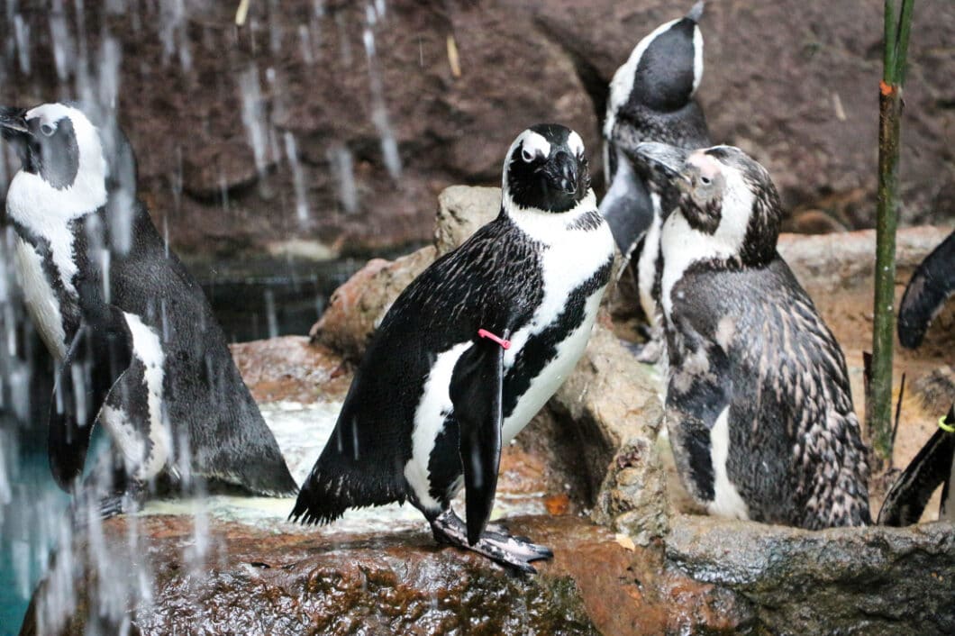 Dallas world aquarium