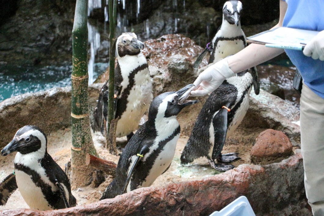 penguin feeding time