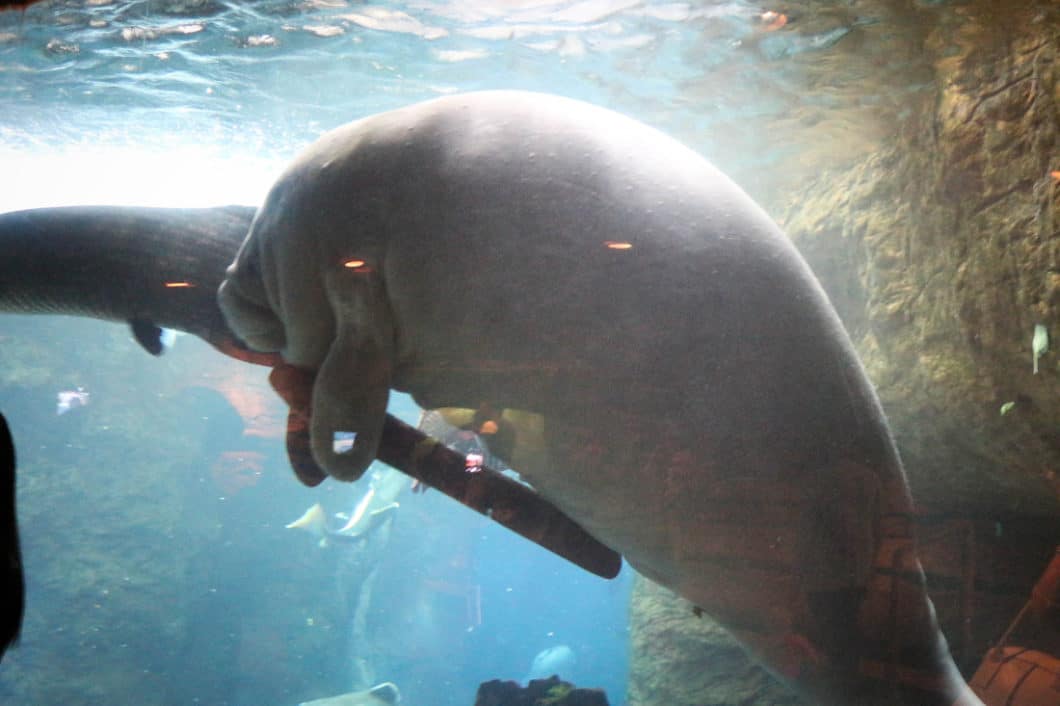 manatee 