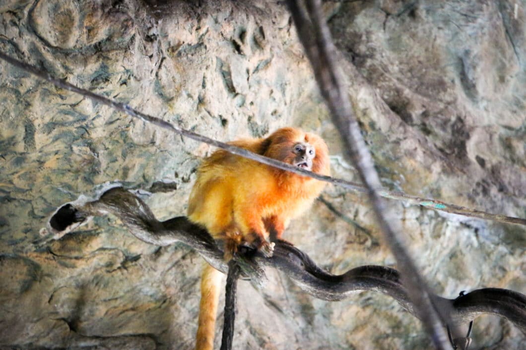 Dallas world aquarium